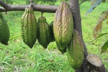 Cacao growing